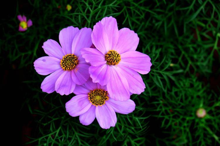 Purple Tall Cosmos