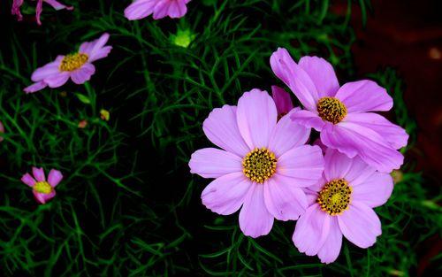 Purple Tall Cosmos