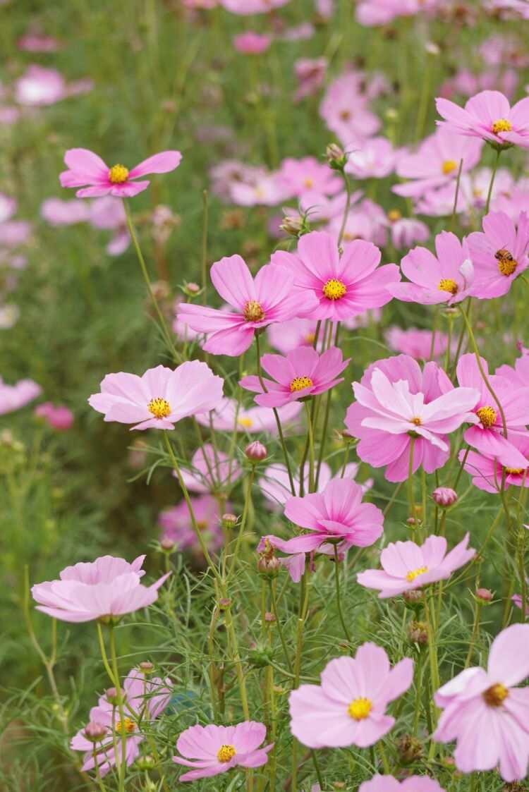 Pink Tall Cosmos