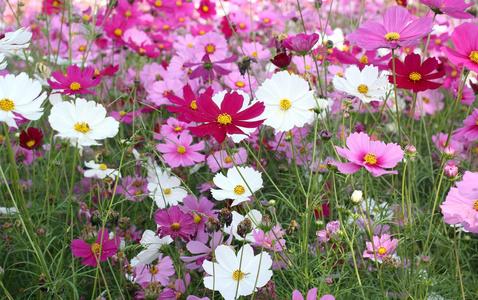 Pink Tall Cosmos