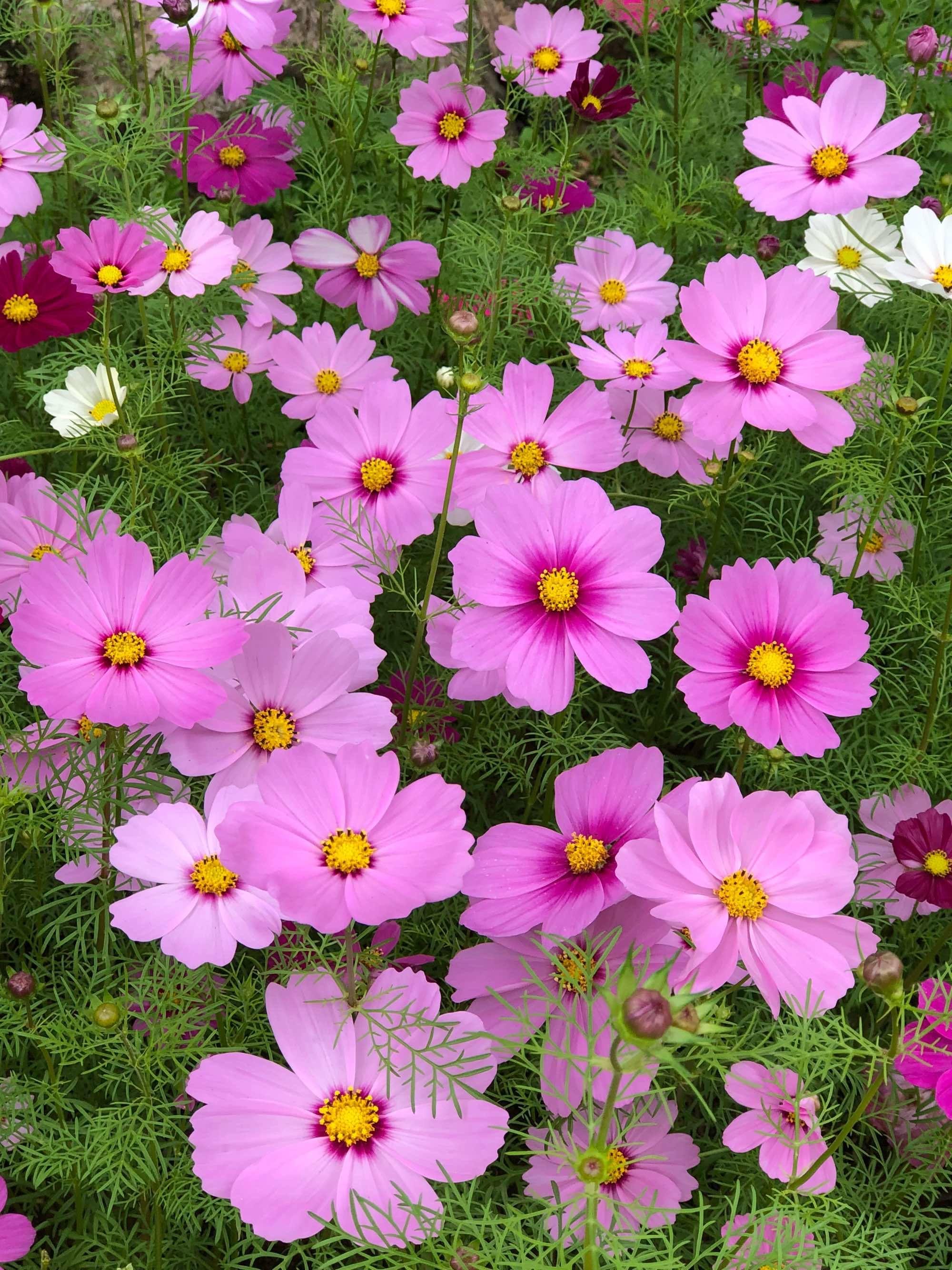 Pink Tall Cosmos