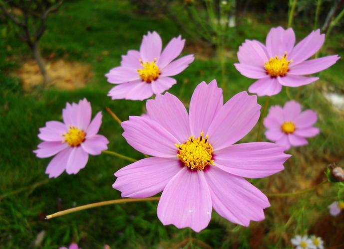 Pink Tall Cosmos