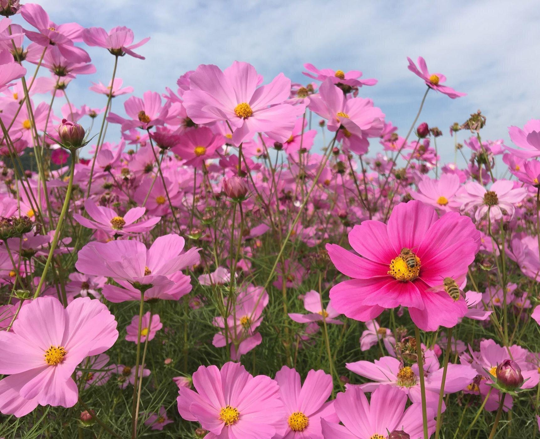 Pink Tall Cosmos