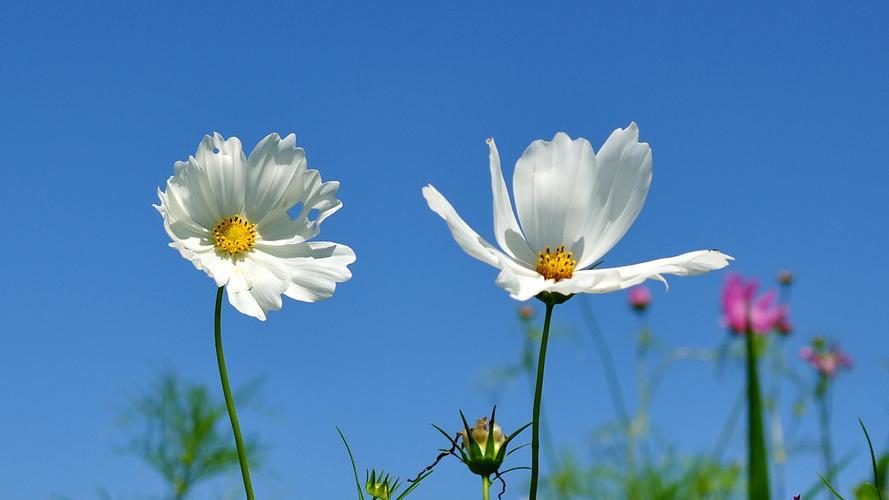 White Tall Cosmos