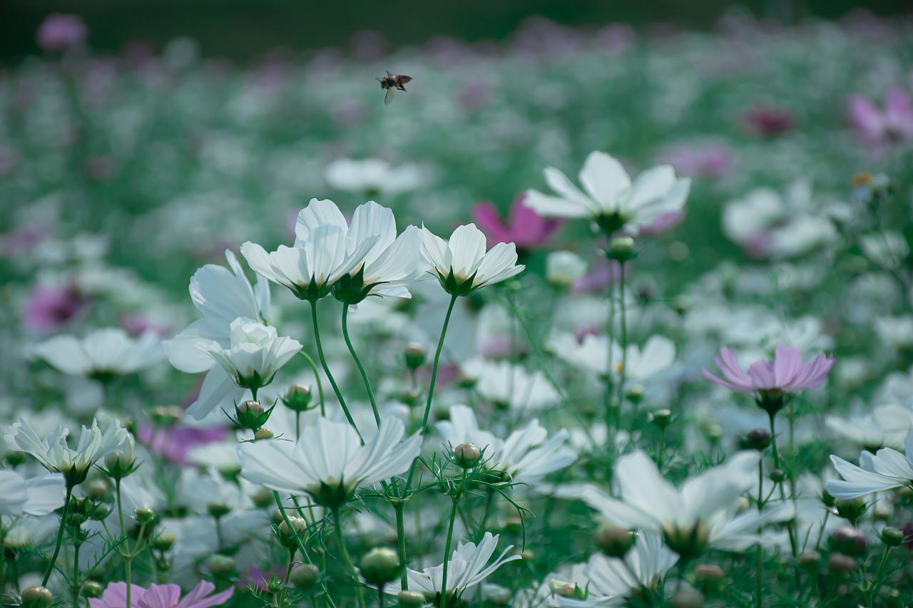 White Tall Cosmos