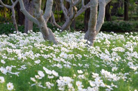 White Tall Cosmos