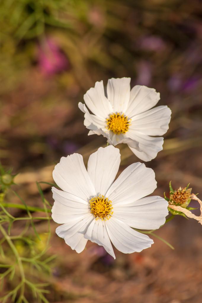 White Tall Cosmos