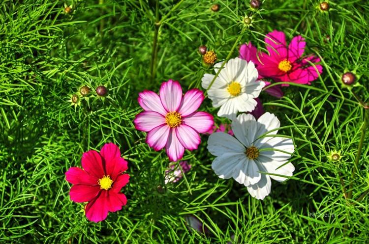 Multi-Colored Short Cosmos