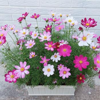 Multi-Colored Short Cosmos