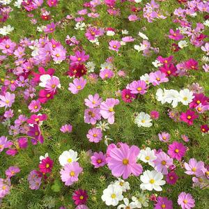 Multi-Colored Short Cosmos