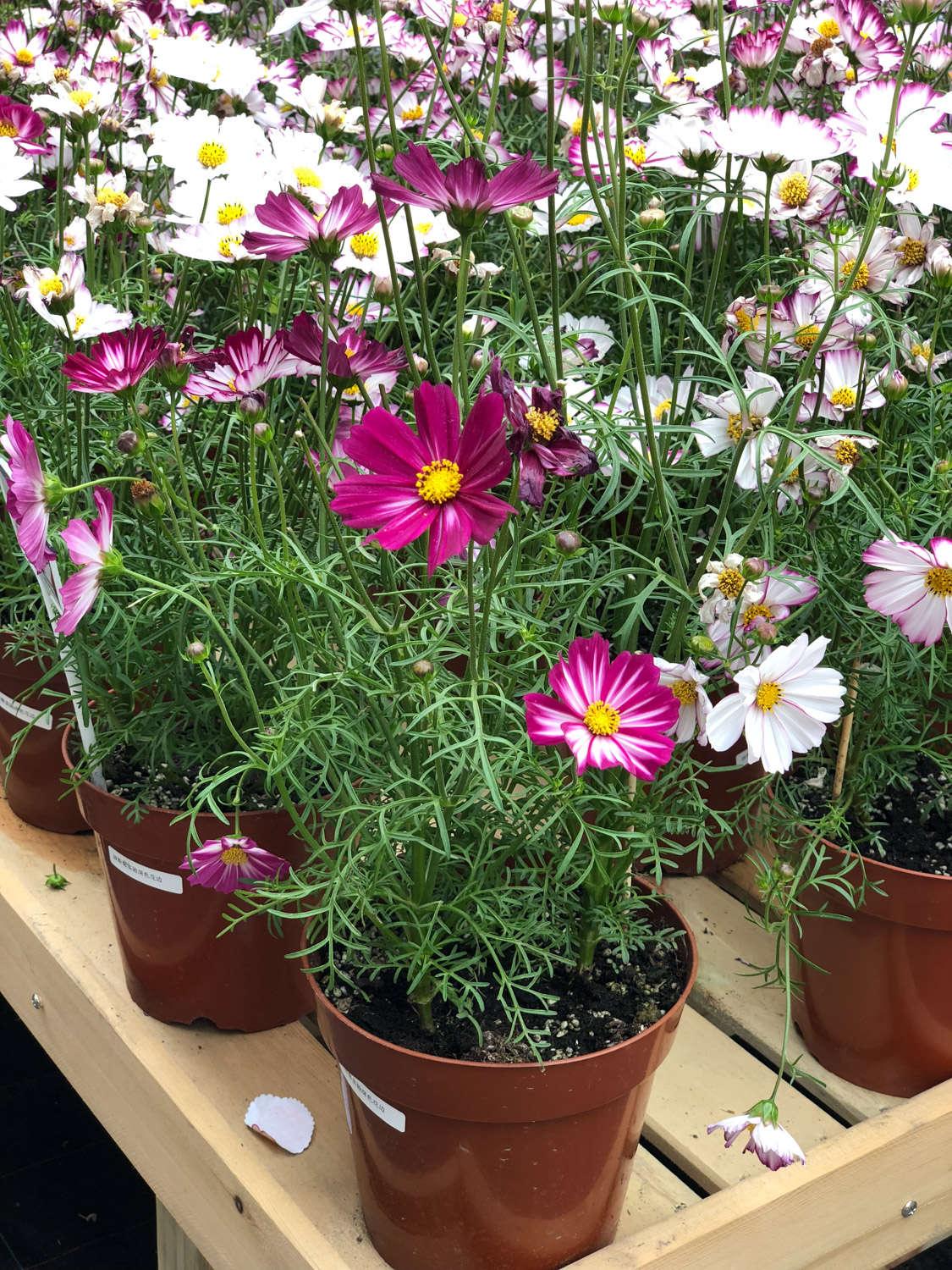 Multi-Colored Short Cosmos