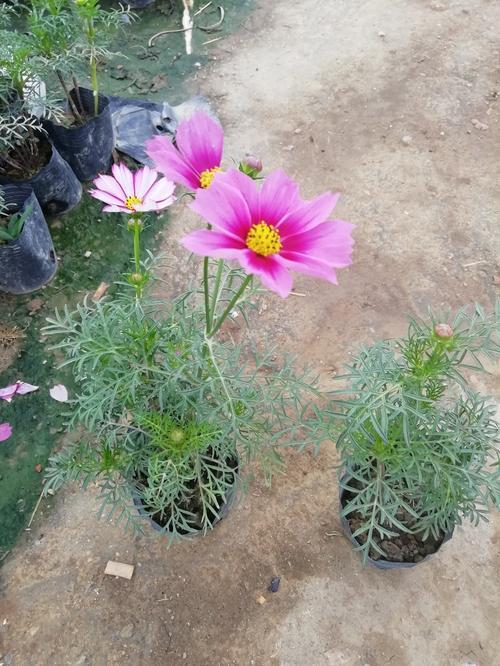 Pink Short Cosmos