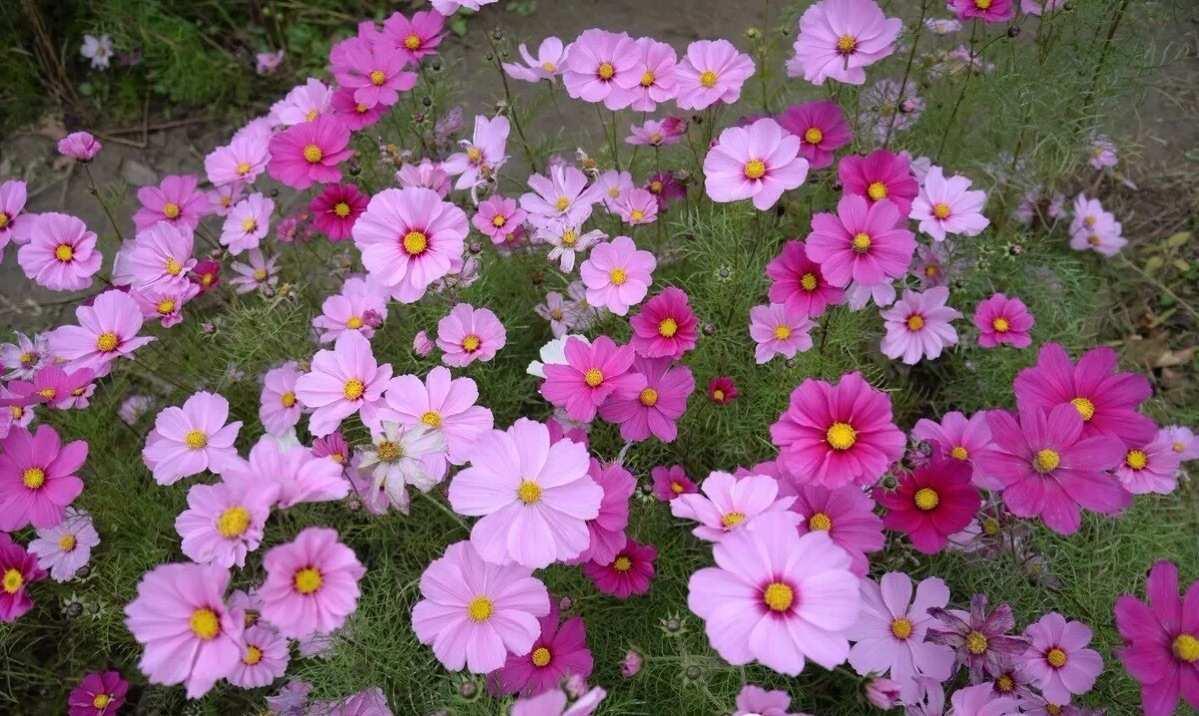 Pink Short Cosmos