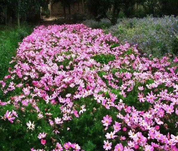 Pink Short Cosmos