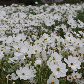 White Short Cosmos