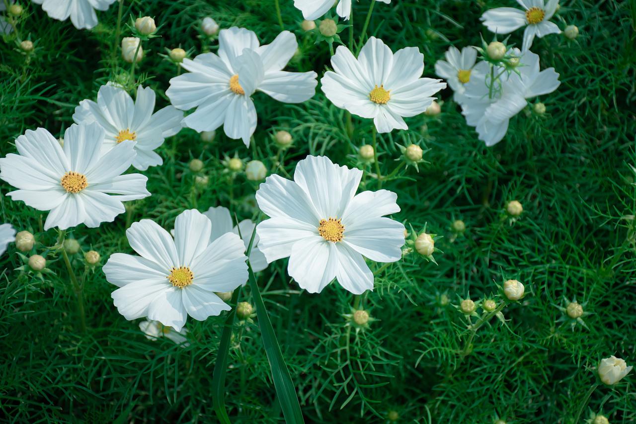 White Short Cosmos