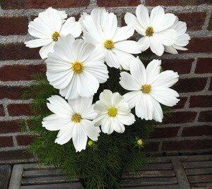 White Short Cosmos