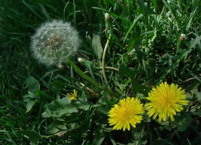 Dandelion