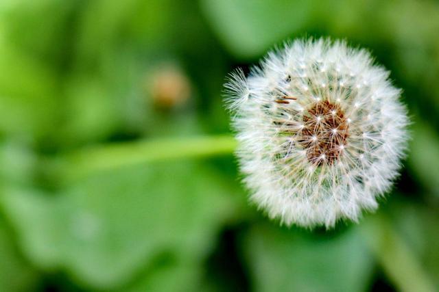 Dandelion