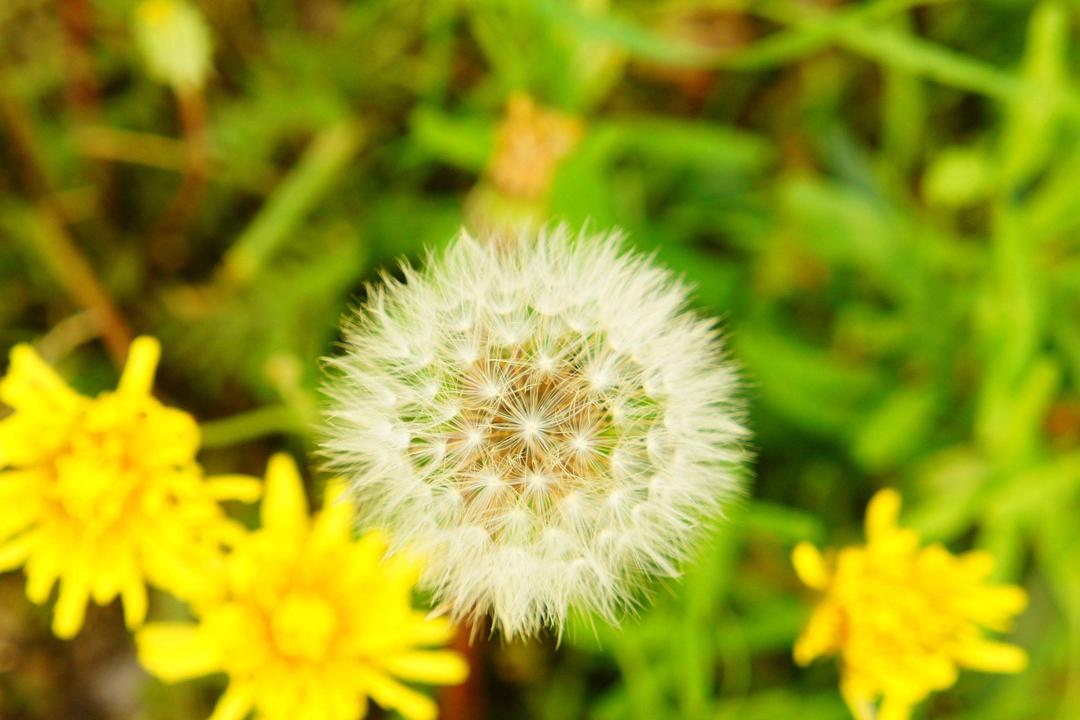 Dandelion