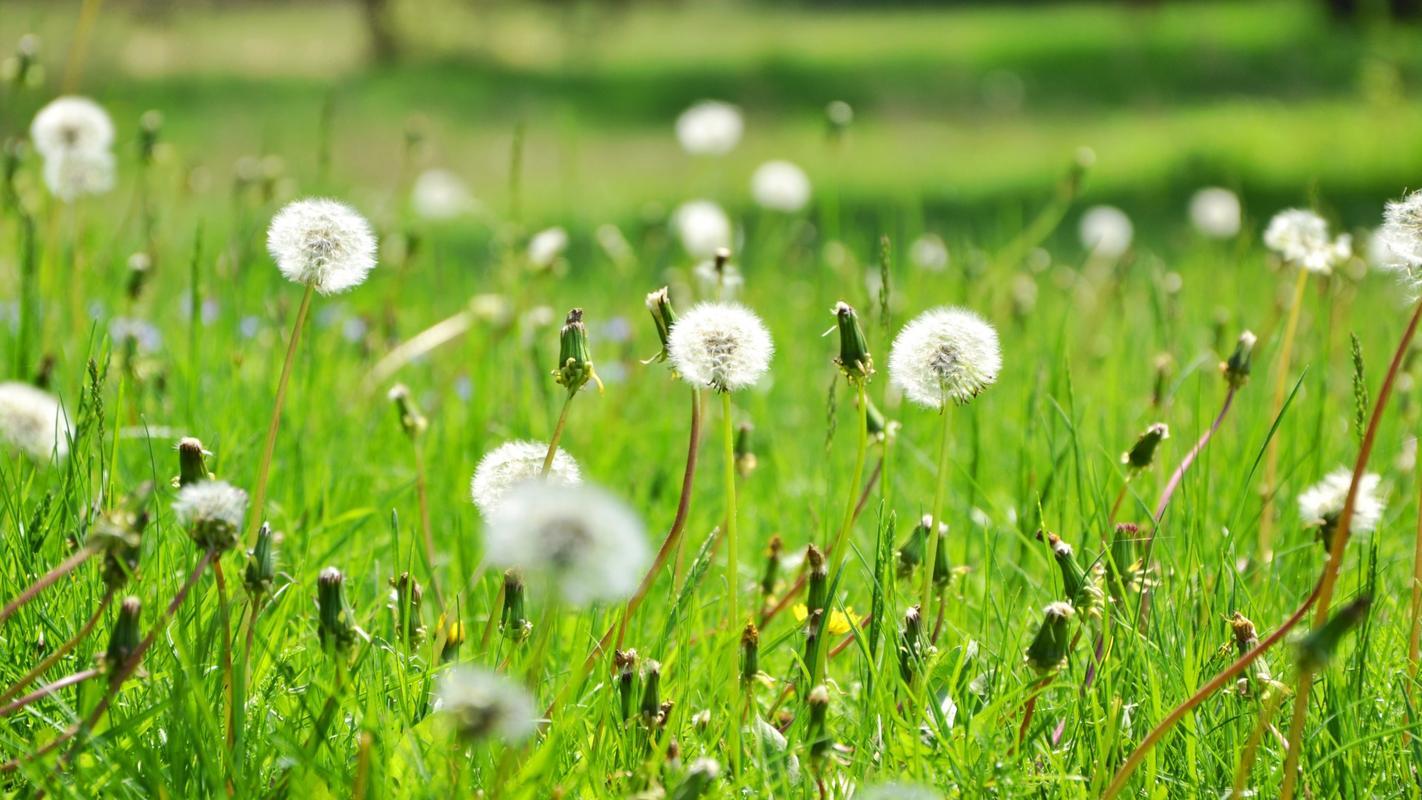 Dandelion