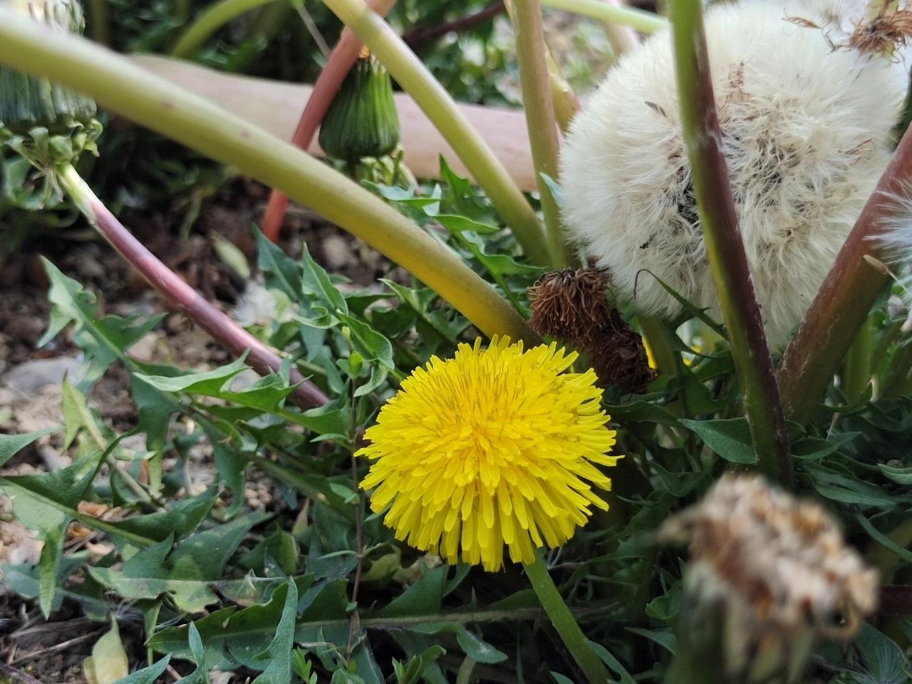 Dandelion