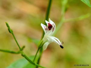 Acanthaceae