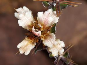 Acanthaceae