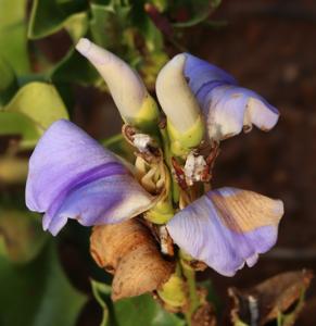 Acanthus