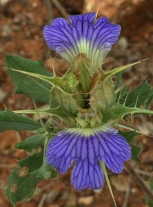 Acanthaceae