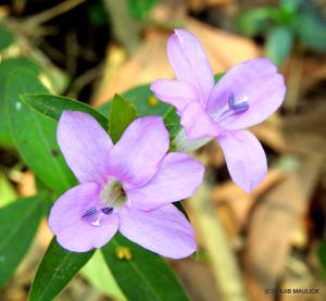 Acanthaceae