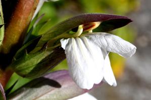 Acanthus