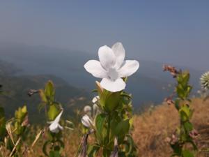 Acanthaceae