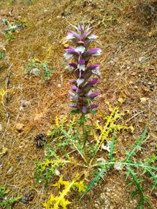 Acanthus