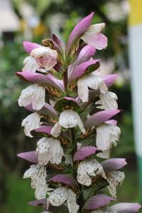 Acanthus