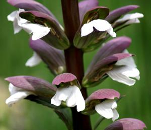 Acanthus