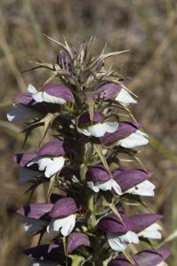 Acanthus