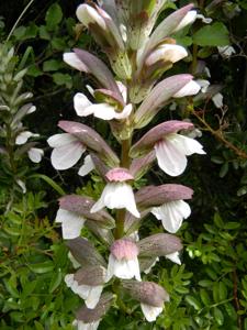 Acanthus