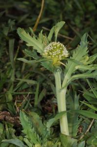 Acicarpha