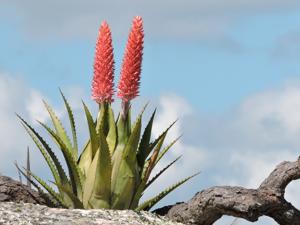 Aechmea