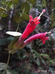 Aeschynanthus