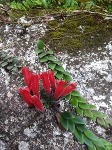 Aeschynanthus