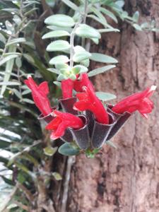 Aeschynanthus