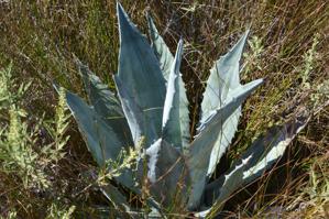 Agave