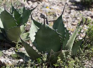 Agave