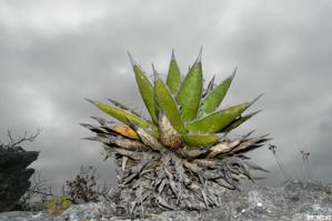 Agave