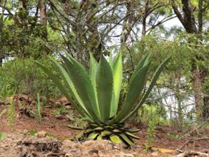 Agave