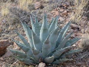 Agave