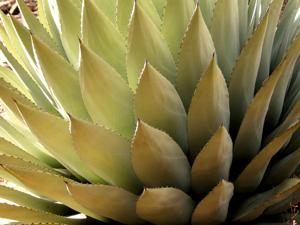 Agave