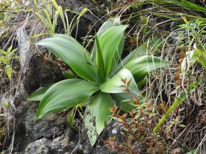 Agave